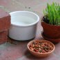 800+ Seeds CAT GRASS Organic Sprouting Seed Pet Diet Digestive Aid Kitchen Window (1 OZ Seeds)