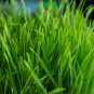 800+ Seeds CAT GRASS Organic Sprouting Seed Pet Diet Digestive Aid Kitchen Window (1 OZ Seeds)