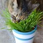 800+ Seeds CAT GRASS Organic Sprouting Seed Pet Diet Digestive Aid Kitchen Window (1 OZ Seeds)