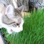 800+ Seeds CAT GRASS Organic Sprouting Seed Pet Diet Digestive Aid Kitchen Window (1 OZ Seeds)