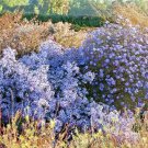 100+ Seeds PRAIRIE ASTER Seeds Perennial Native Wildflower Summer Fall Garden Container (Seeds) 100+ Seeds PRAIRIE ASTER Seeds Perennial Native Wildflower Summer Fall Garden Container (Seeds)