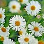 201+ Seeds FALSE ASTER Seeds Perennial Native Wildflower Poor Soils Summer Fall Garden (Seeds)