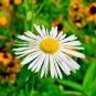 201+ Seeds FALSE ASTER Seeds Perennial Native Wildflower Poor Soils Summer Fall Garden (Seeds)