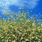 201+ Seeds FALSE ASTER Seeds Perennial Native Wildflower Poor Soils Summer Fall Garden (Seeds)