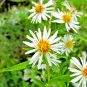 201+ Seeds FALSE ASTER Seeds Perennial Native Wildflower Poor Soils Summer Fall Garden (Seeds)