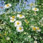 201+ Seeds FALSE ASTER Seeds Perennial Native Wildflower Poor Soils Summer Fall Garden (Seeds)