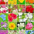 2000+ Seeds Partial SHADE WILDFLOWER Mix 18 Different Annual Seeds Garden Pollinators (Seeds) 2000+ Seeds Partial SHADE WILDFLOWER Mix 18 Different Annual Seeds Garden Pollinators (Seeds)