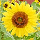 50+ Seeds LEMON QUEEN SUNFLOWER Seeds Native Wildflower Branching Summer Flower Garden (Seeds)
