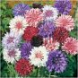 501+ Seeds Dwarf BACHELOR BUTTON Polka Dot Mix Flower Seeds Cut Dried Flowers Container (Seeds)