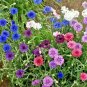 501+ Seeds Dwarf BACHELOR BUTTON Polka Dot Mix Flower Seeds Cut Dried Flowers Container (Seeds)