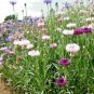 501+ Seeds Dwarf BACHELOR BUTTON Polka Dot Mix Flower Seeds Cut Dried Flowers Container (Seeds)