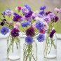 501+ Seeds Dwarf BACHELOR BUTTON Polka Dot Mix Flower Seeds Cut Dried Flowers Container (Seeds)