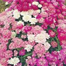 201+ Seeds CANDYTUFT MIX Seeds Annual Iberis Groundcover Heat Garden Container (Seeds) 201+ Seeds CANDYTUFT MIX Seeds Annual Iberis Groundcover Heat Garden Container (Seeds)