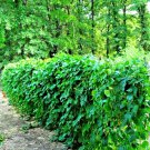 50+ Seeds BLUE LAKE Pole Beans Seeds Native Heirloom Vegetable Garden Fast Easy (Seeds) 50+ Seeds BLUE LAKE Pole Beans Seeds Native Heirloom Vegetable Garden Fast Easy (Seeds)