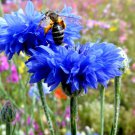 501+ Seeds BLUE CORNFLOWER Seeds Bachelor Button Cut Dried Flowers Garden Container (Seeds)