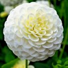 1000+ Seeds WHITE ZINNIA Seeds Summer Garden Flowering Annual Big Cut Flowers Fast Easy (Seeds) 1000+ Seeds WHITE ZINNIA Seeds Summer Garden Flowering Annual Big Cut Flowers Fast Easy (Seeds)