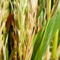 500+ Seeds VIRGINIA EASTERN WILD RYE Grass Seeds Native Prairie Bunchgrass Spring Fall (Seeds)