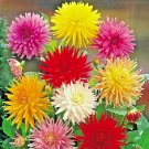 300+ Seeds GIANT CACTUS ZINNIA MIX Seeds Summer Flowering Annual Cut Flowers Fast Easy (Seeds)