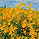100+ Seeds SWAMP MARIGOLD Seeds Tickseed Native Wildflower Shrub Bush Flowers Fast Easy (Seeds) 100+ Seeds SWAMP MARIGOLD Seeds Tickseed Native Wildflower Shrub Bush Flowers Fast Easy (Seeds)