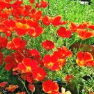 1000+ Seeds RED CHIEF CALIFORNIA POPPY Flower Seeds Native Wildflower Garden Container (Seeds) 1000+ Seeds RED CHIEF CALIFORNIA POPPY Flower Seeds Native Wildflower Garden Container (Seeds)