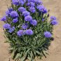 300+ Seeds Dwarf Blue BACHELOR BUTTON CORNFLOWER Seeds Cut Dried Flowers (Seeds)