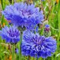 300+ Seeds Dwarf Blue BACHELOR BUTTON CORNFLOWER Seeds Cut Dried Flowers (Seeds)