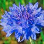300+ Seeds Dwarf Blue BACHELOR BUTTON CORNFLOWER Seeds Cut Dried Flowers (Seeds)