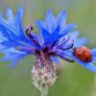 300+ Seeds Dwarf Blue BACHELOR BUTTON CORNFLOWER Seeds Cut Dried Flowers (Seeds)