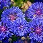 300+ Seeds Dwarf Blue BACHELOR BUTTON CORNFLOWER Seeds Cut Dried Flowers (Seeds)