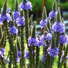 201+ Seeds BLUE VERVAIN Seeds Native Wildflower Herb Tea Perennial Garden Easy (Seeds)