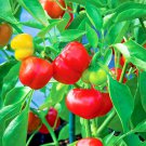 101+ Seeds PIMENTO Sweet PEPPER Seeds Organic Summer Vegetable Garden Container Easy (Seeds) 101+ Seeds PIMENTO Sweet PEPPER Seeds Organic Summer Vegetable Garden Container Easy (Seeds)