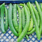 30+ Seeds Japanese Long Pickling CUCUMBERS Seeds Mild Crisp Organic Garden Container (Seeds) 30+ Seeds Japanese Long Pickling CUCUMBERS Seeds Mild Crisp Organic Garden Container (Seeds)