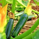 31+ Seeds Zucchini SUMMER SQUASH Seeds Black Beauty Organic Heirloom Garden Container (Seeds)