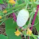 31+ Seeds MINIATURE Sweet White Bush CUCUMBER Seed Container Vegetable Garden Organic (Seeds) 31+ Seeds MINIATURE Sweet White Bush CUCUMBER Seed Container Vegetable Garden Organic (Seeds)