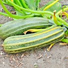 36+ Seeds COCOZELLE ZUCCHINI Seeds Organic Heirloom Summer Vegetable Garden Container (Seeds) 36+ Seeds COCOZELLE ZUCCHINI Seeds Organic Heirloom Summer Vegetable Garden Container (Seeds)