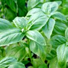 400+ Seeds GENOVESE BASIL Seeds Organic Herb Fresh Pesto Patio Container Summer Garden (Seeds)