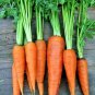 401+ Seeds DANVERS CARROT Seeds Organic Heirloom Vegetable Garden Container Heavy Soils (Seeds)