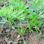 401+ Seeds DANVERS CARROT Seeds Organic Heirloom Vegetable Garden Container Heavy Soils (Seeds)