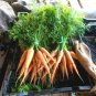 401+ Seeds DANVERS CARROT Seeds Organic Heirloom Vegetable Garden Container Heavy Soils (Seeds)