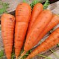401+ Seeds DANVERS CARROT Seeds Organic Heirloom Vegetable Garden Container Heavy Soils (Seeds)