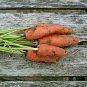 401+ Seeds DANVERS CARROT Seeds Organic Heirloom Vegetable Garden Container Heavy Soils (Seeds)