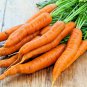 401+ Seeds DANVERS CARROT Seeds Organic Heirloom Vegetable Garden Container Heavy Soils (Seeds)