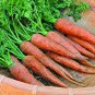 401+ Seeds DANVERS CARROT Seeds Organic Heirloom Vegetable Garden Container Heavy Soils (Seeds)