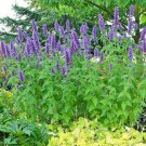 100+ Seeds Purple GIANT HYSSOP Seeds Native Wildflower Heat Cold Pollinators (Seeds)
