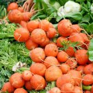 800+ Seeds PARISIAN ROUND CARROT Seeds French Heirloom Vegetable Garden Container Easy (Seeds)