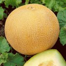 40+ Seeds DELICIOUS 51 CANTALOUPE Seed Organic Heirloom Melon Fruit Summer Garden Easy (Seeds) 40+ Seeds DELICIOUS 51 CANTALOUPE Seed Organic Heirloom Melon Fruit Summer Garden Easy (Seeds)