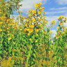 50+ Seeds SAWTOOTH SUNFLOWER Seeds Native Wildflower Perennial (Seeds)