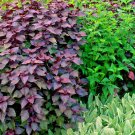 300+ Seeds RED SHISO Seeds Perilla Japanese Herb Vegetable Beefsteak Plant Sushi Soup (Seeds) 300+ Seeds RED SHISO Seeds Perilla Japanese Herb Vegetable Beefsteak Plant Sushi Soup (Seeds)