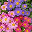 300+ Seeds GIANT CALIFORNIA CHINA ASTER Mix Seeds Cut Flowers Summer Garden Container (Seeds) 300+ Seeds GIANT CALIFORNIA CHINA ASTER Mix Seeds Cut Flowers Summer Garden Container (Seeds)