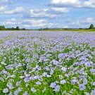 1001+ Seeds BLUE FLAX Seed Native Wildflower Perennial Cold Summer Garden Easy (Seeds)